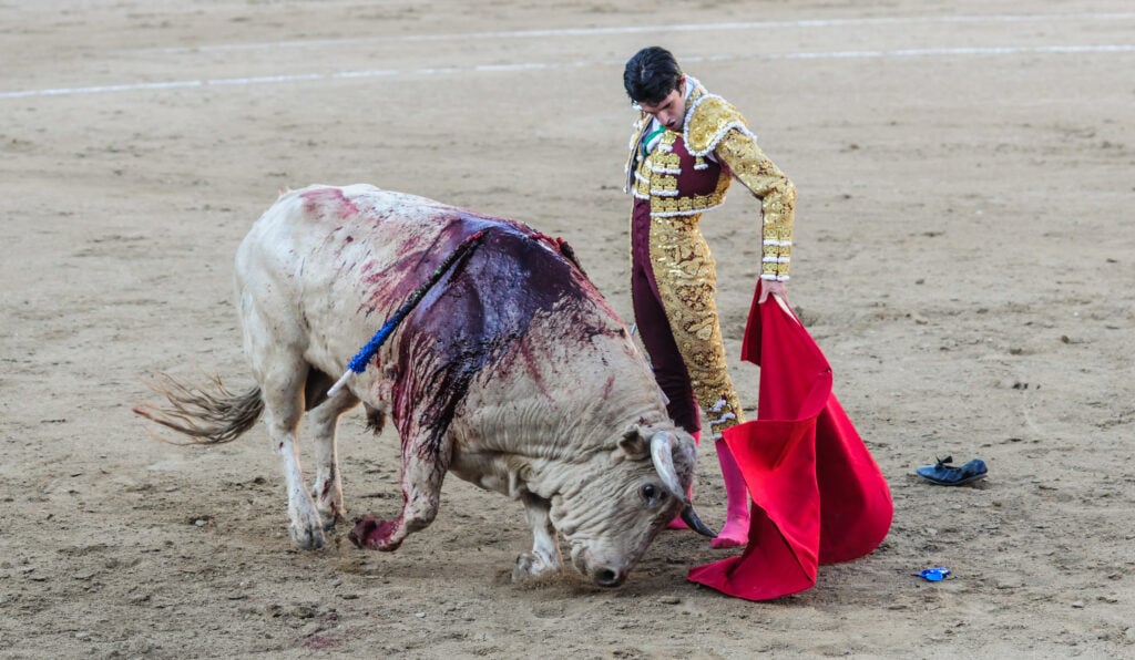A matador with an injured bull during a bullfight in Spain