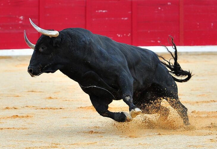 A lone bull with big horns running in a bullfighting ring in Spain