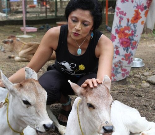 A woman with two cows from film 'The Land of Ahimsa'