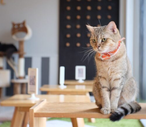 A tabby cat sitting on a table in a cat cafe